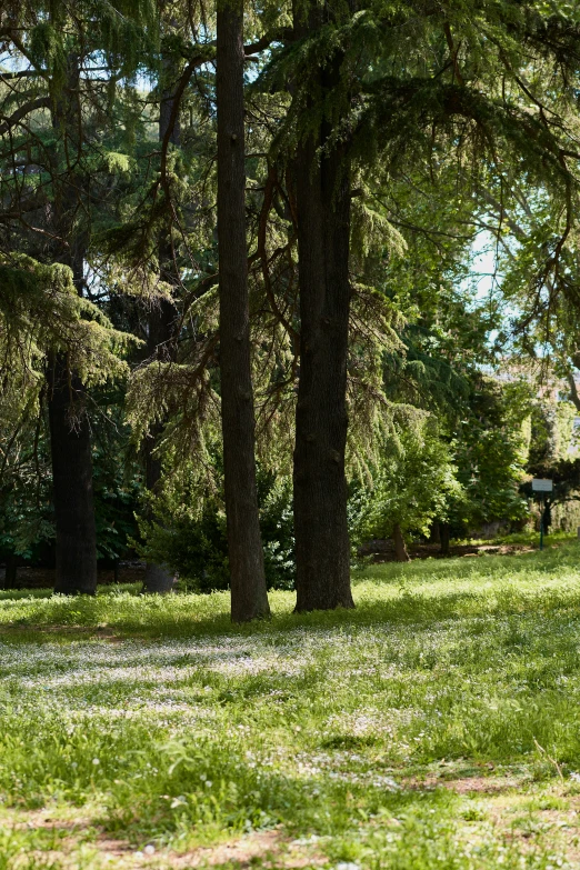 a lone dog standing alone in a park in the shade