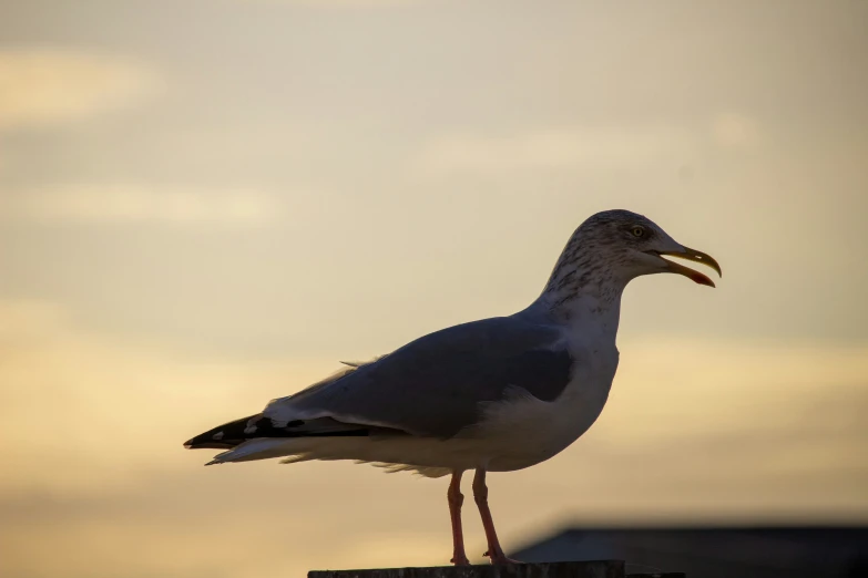 a seagull is standing on a wooden post looking into the sky