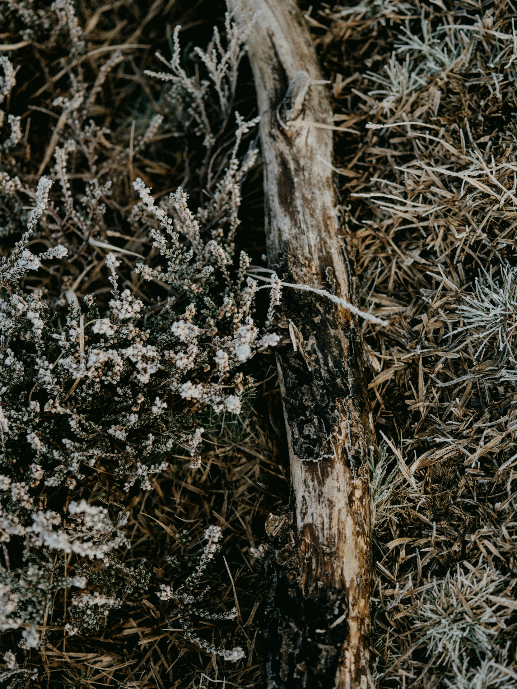 an old log is seen on the ground in a garden