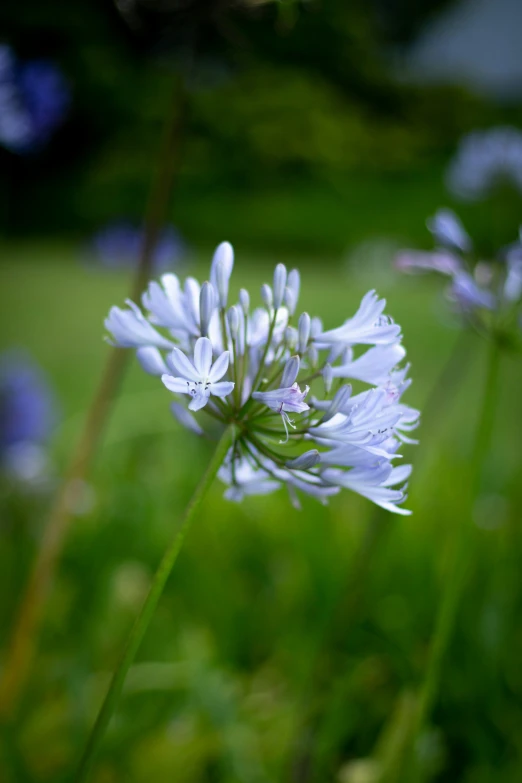 there are blue flowers growing in the yard