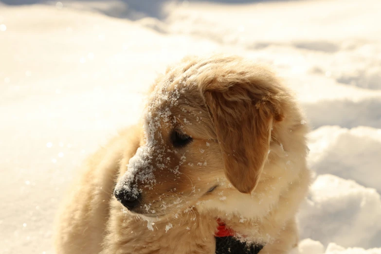 a dog in the snow covered with soing