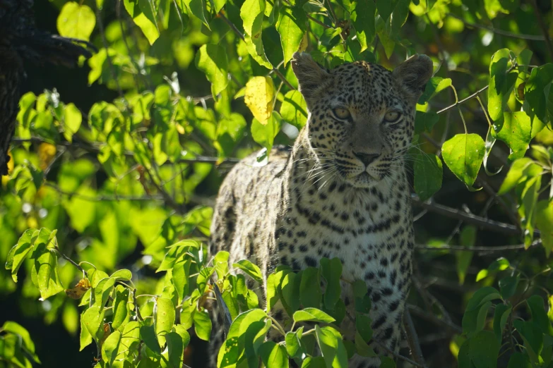 a leopard is standing in the middle of the forest