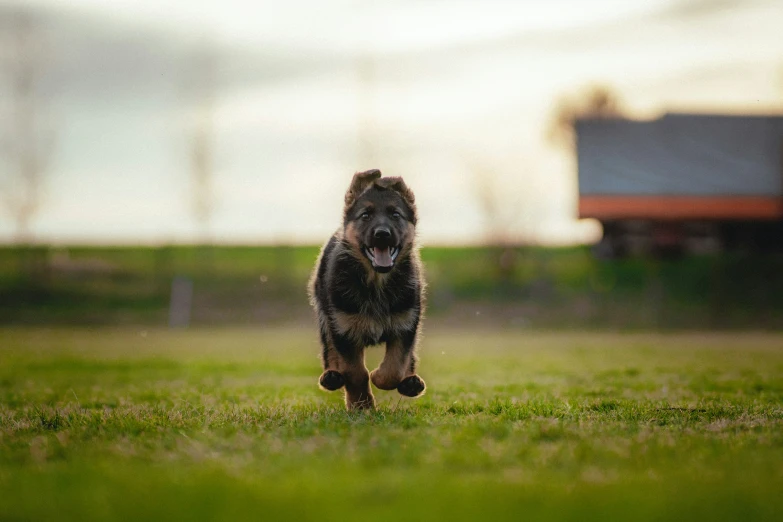 a small dog runs through a grassy field