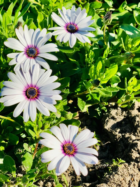 daisies in the sun, with leaves around them