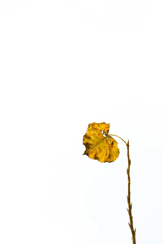 a yellow leaf floating on top of a tall stem