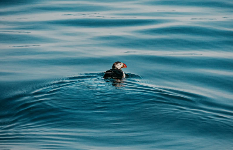 a bird that is swimming in some water