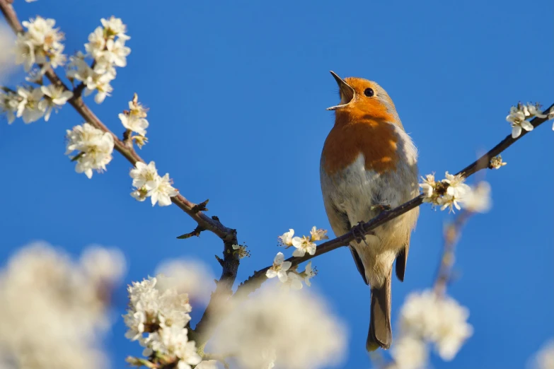 a brown bird with orange, white, and black markings perches on a nch that has buds in the foreground, and blue sky behind it