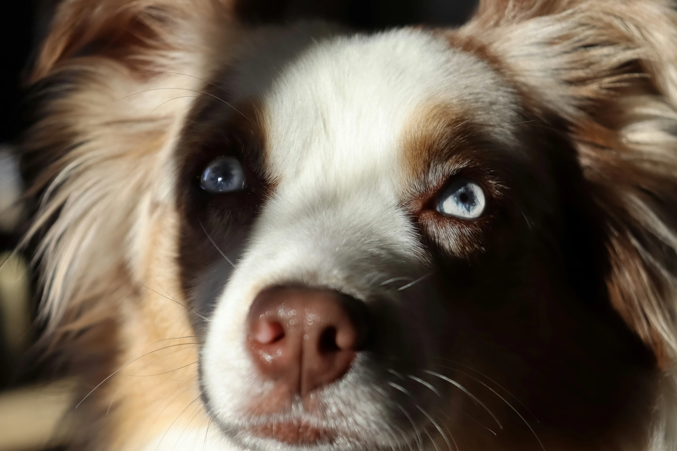 an adorable dog looking into the camera with big blue eyes