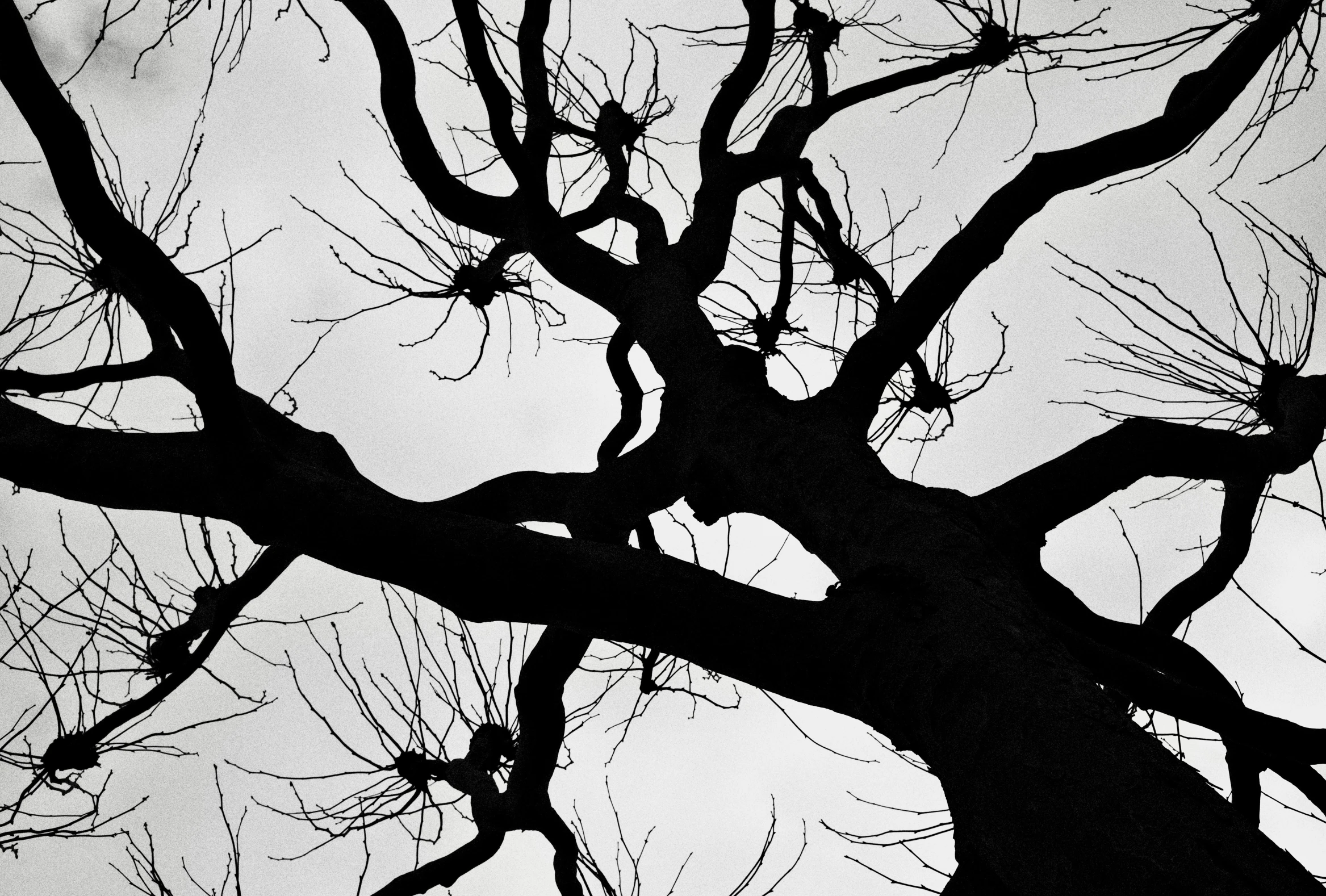 the silhouette of a tree without leaves on a cloudy day