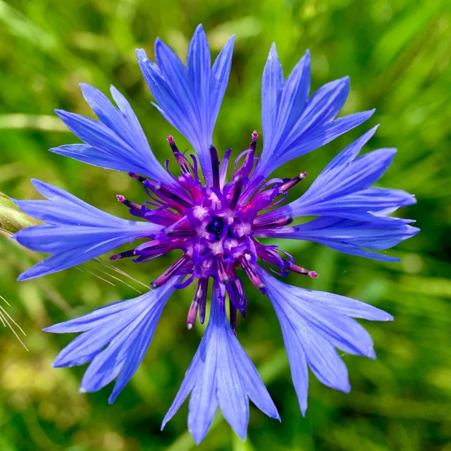 the blue flower is blooming on the grass