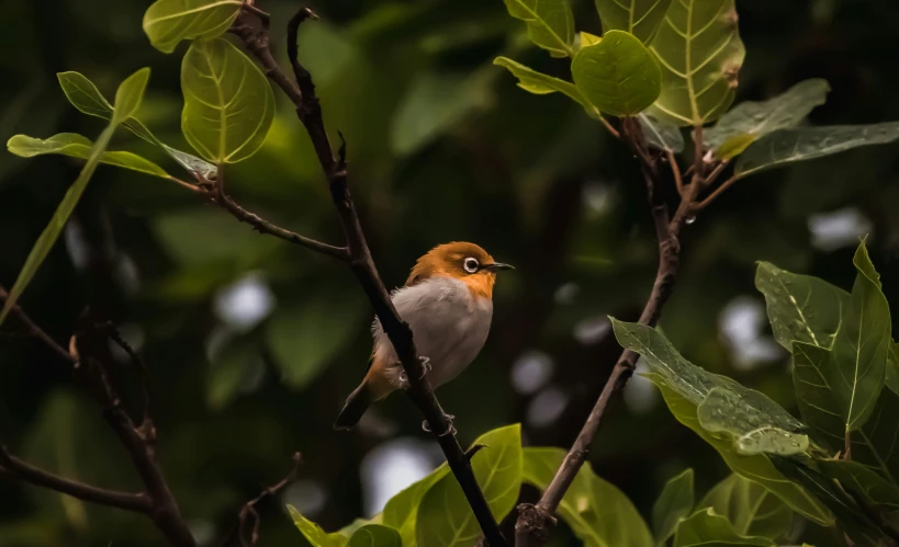 a small orange and gray bird perched on the top of a nch