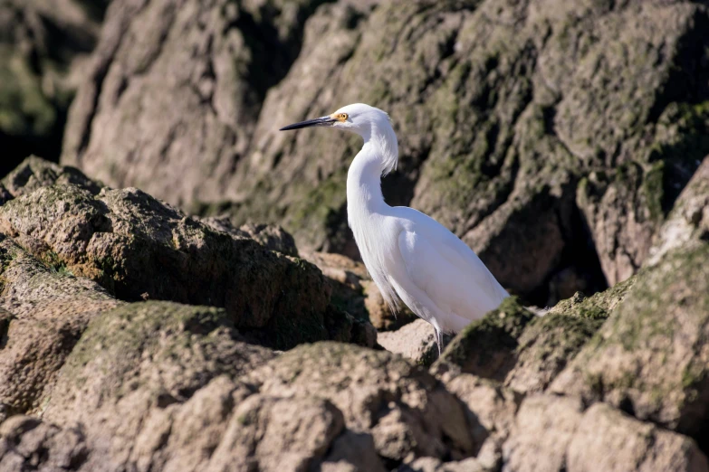 the bird is standing on the rocks by itself