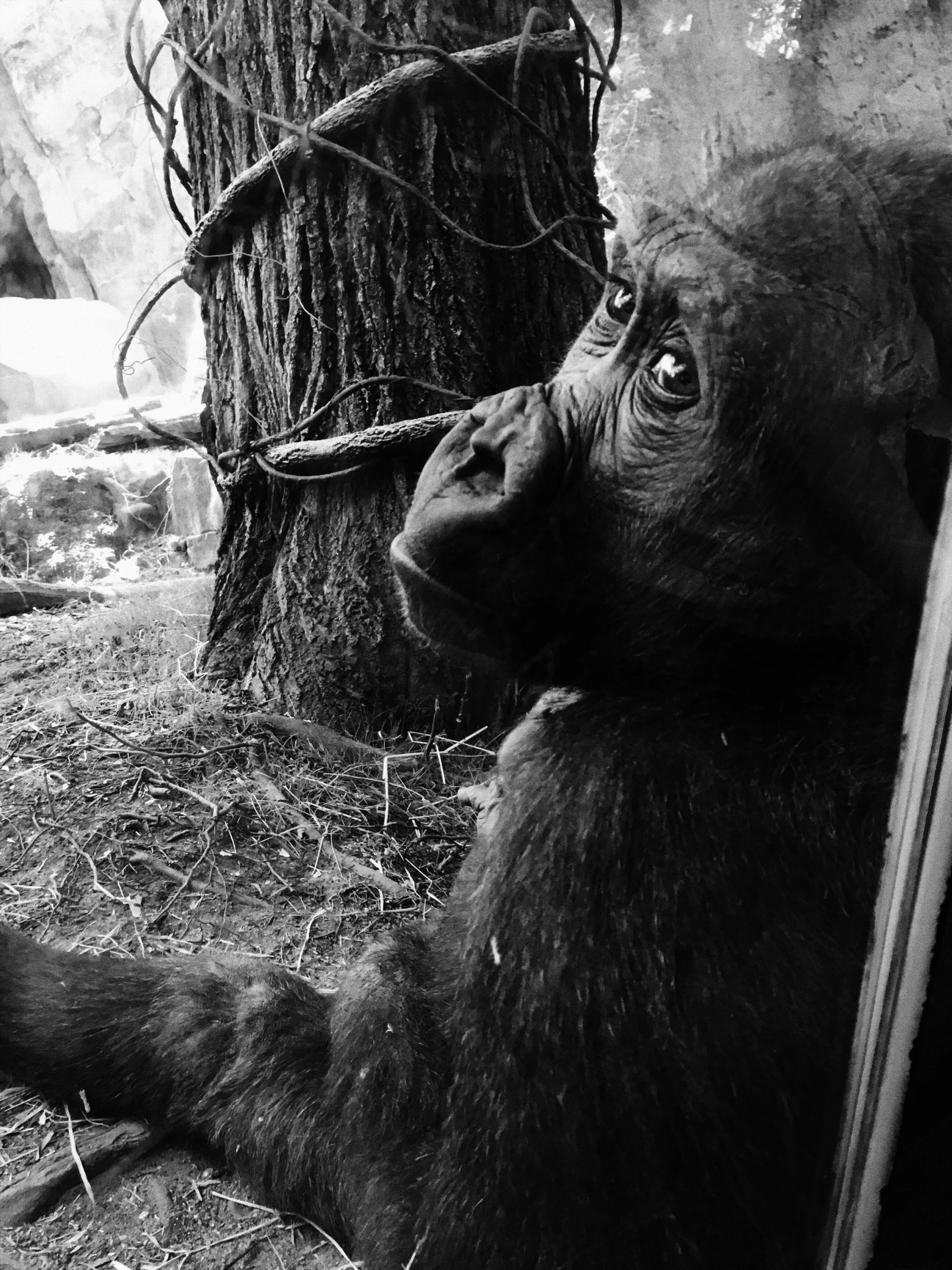 a gorilla looks to its right while sitting beside a tree