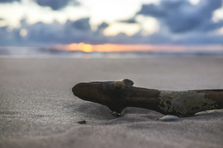 a rotten old driftwood laying on top of the beach