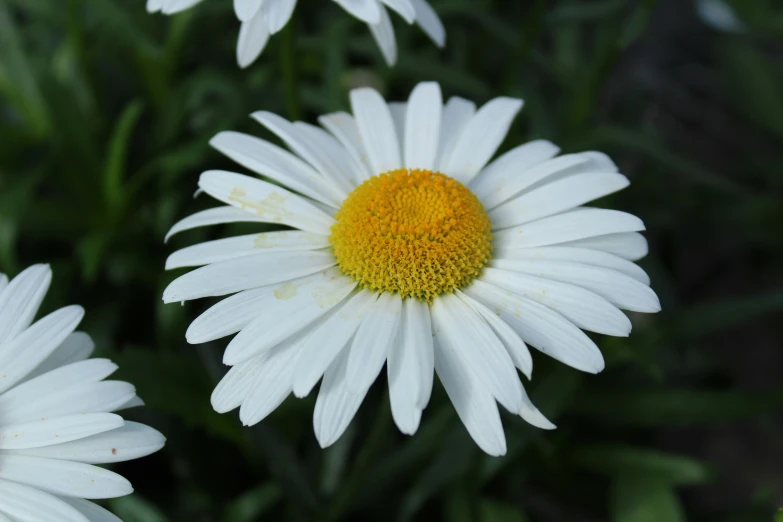 three flowers that are white and yellow in color