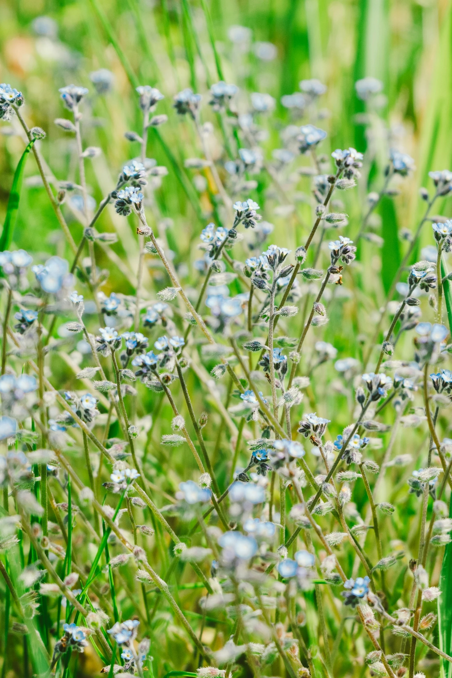 blue wild flowers growing in a field of green