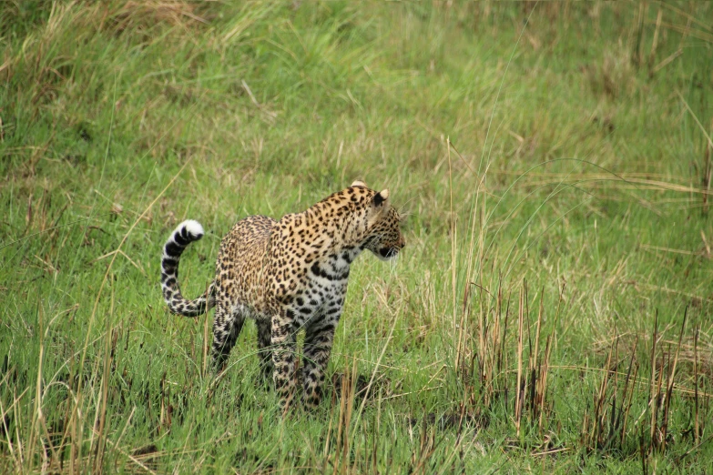 the leopard is standing in tall grass near the water