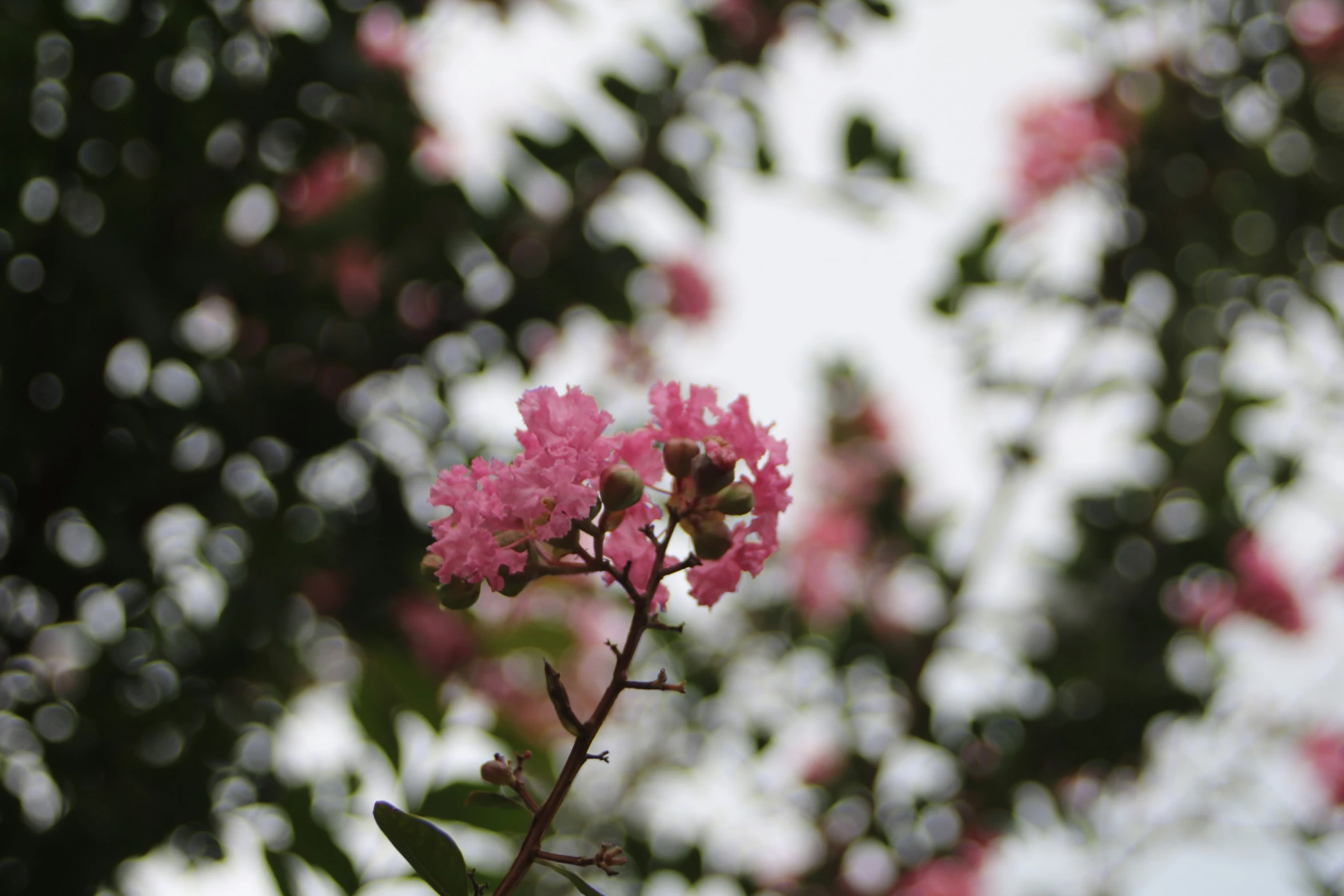 a flower that is on the stem of a tree