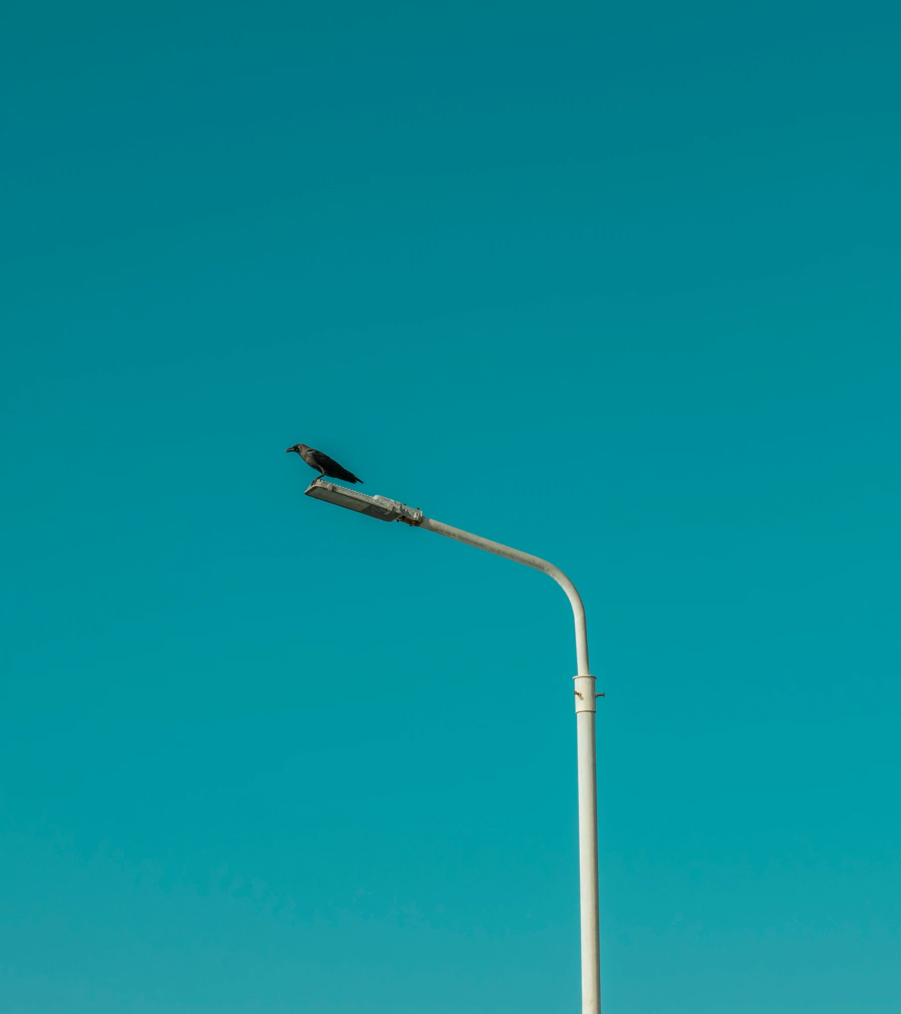 a black bird perched on top of a light post