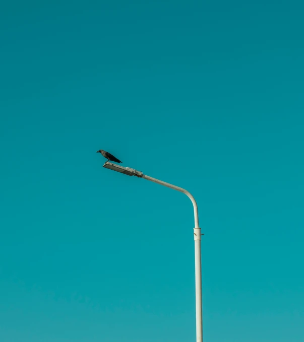 a black bird perched on top of a light post