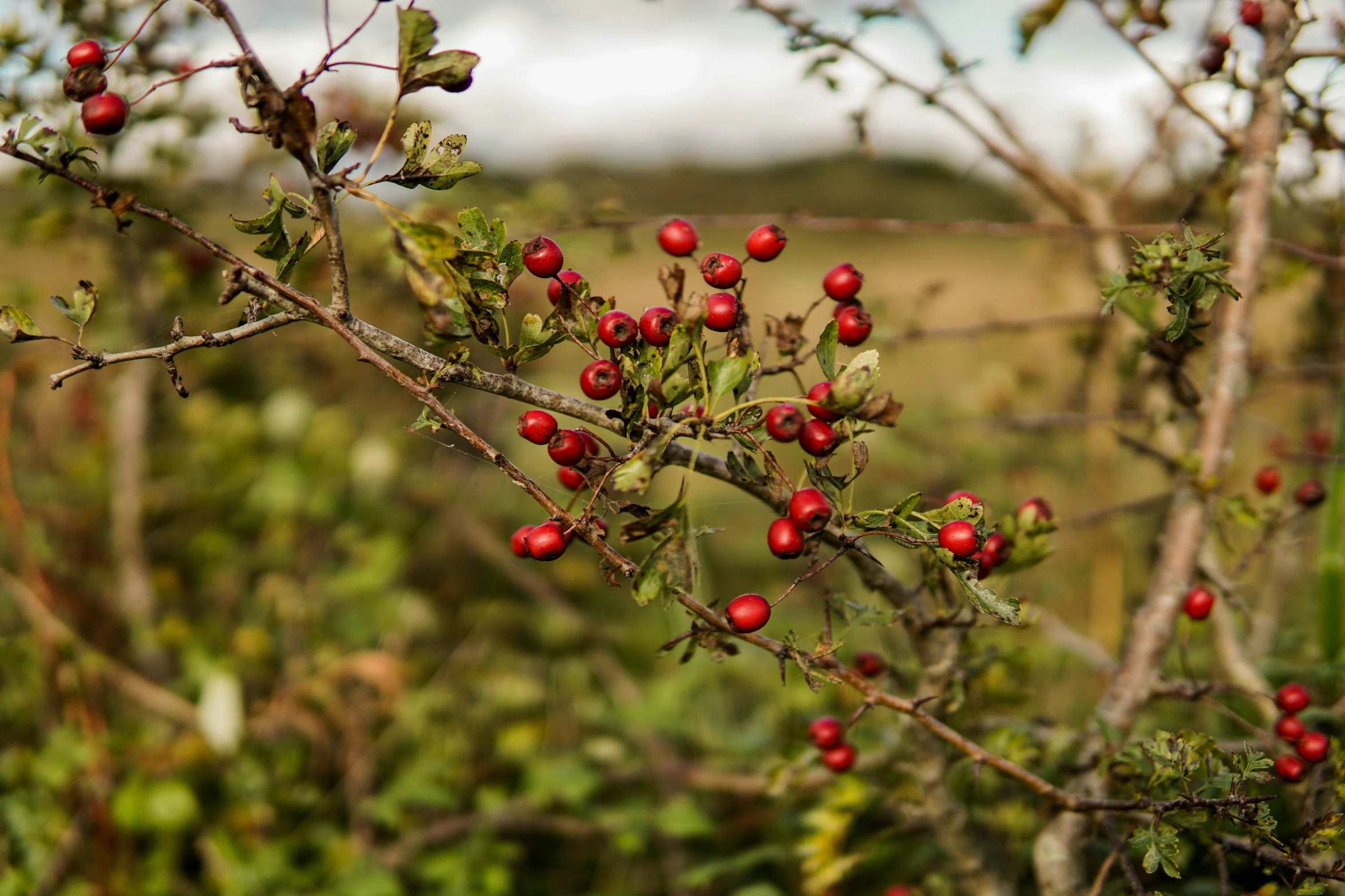 berries on a tree nch in a field