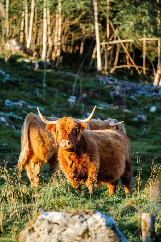 a cow and calf standing in the grass