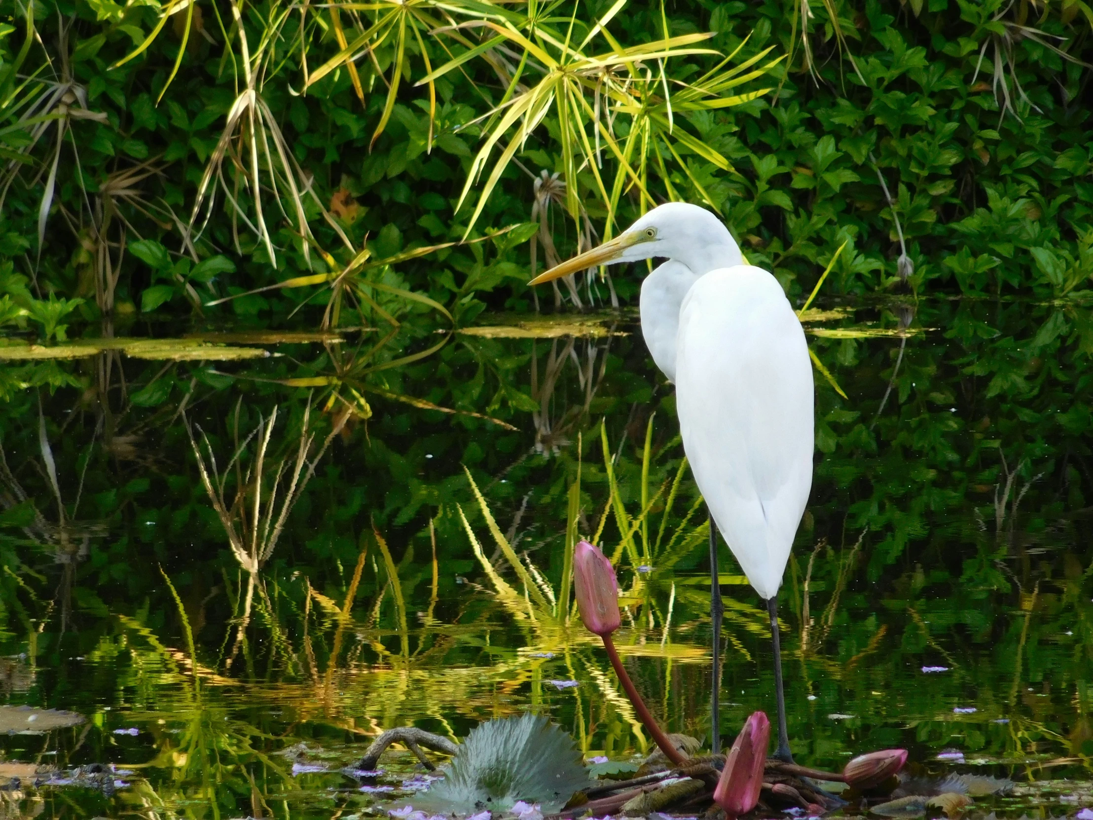 an egret stands near some lily pads in a pond