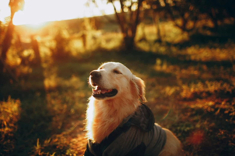 a golden retriever dog sitting in the sun