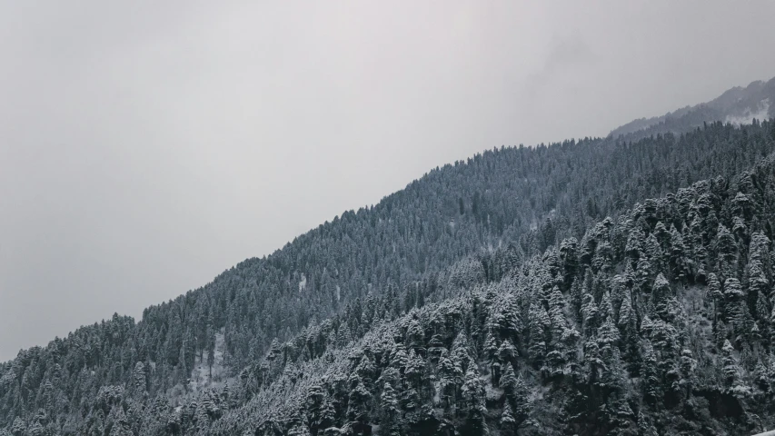 trees in the background, with a bench to the side