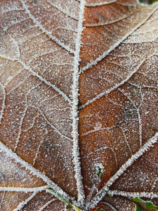 the underside and underside of a leaf are covered with frost