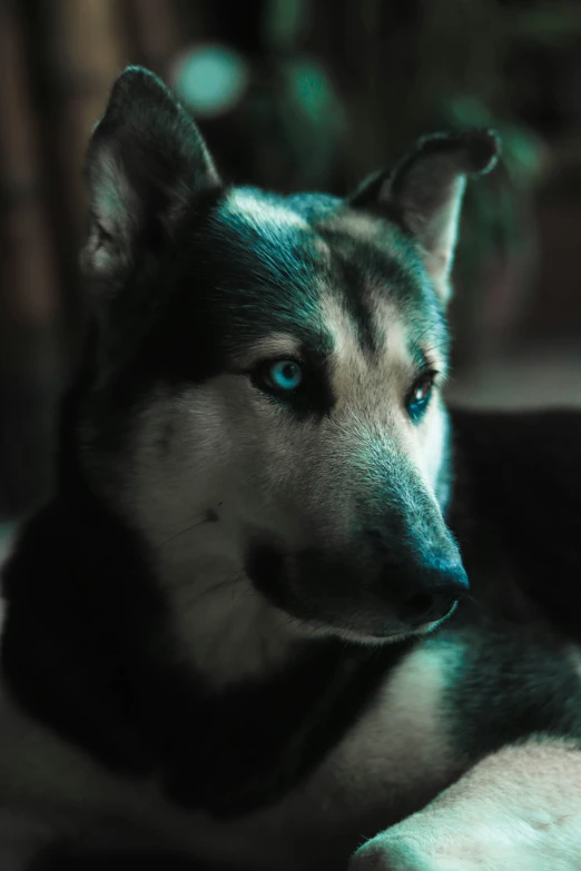 a husky dog is laying down with its eyes open