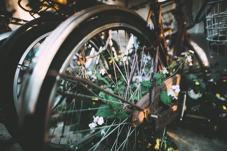 flower pot next to two old bicycles with flowers inside