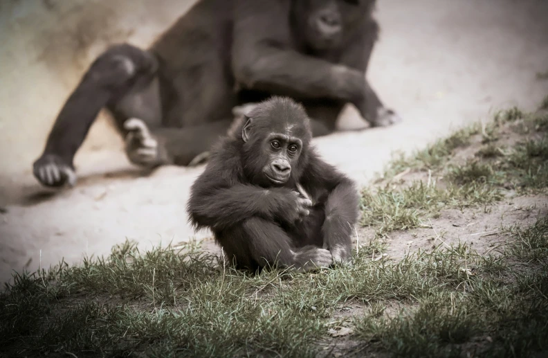 one baby monkey in the dirt next to another