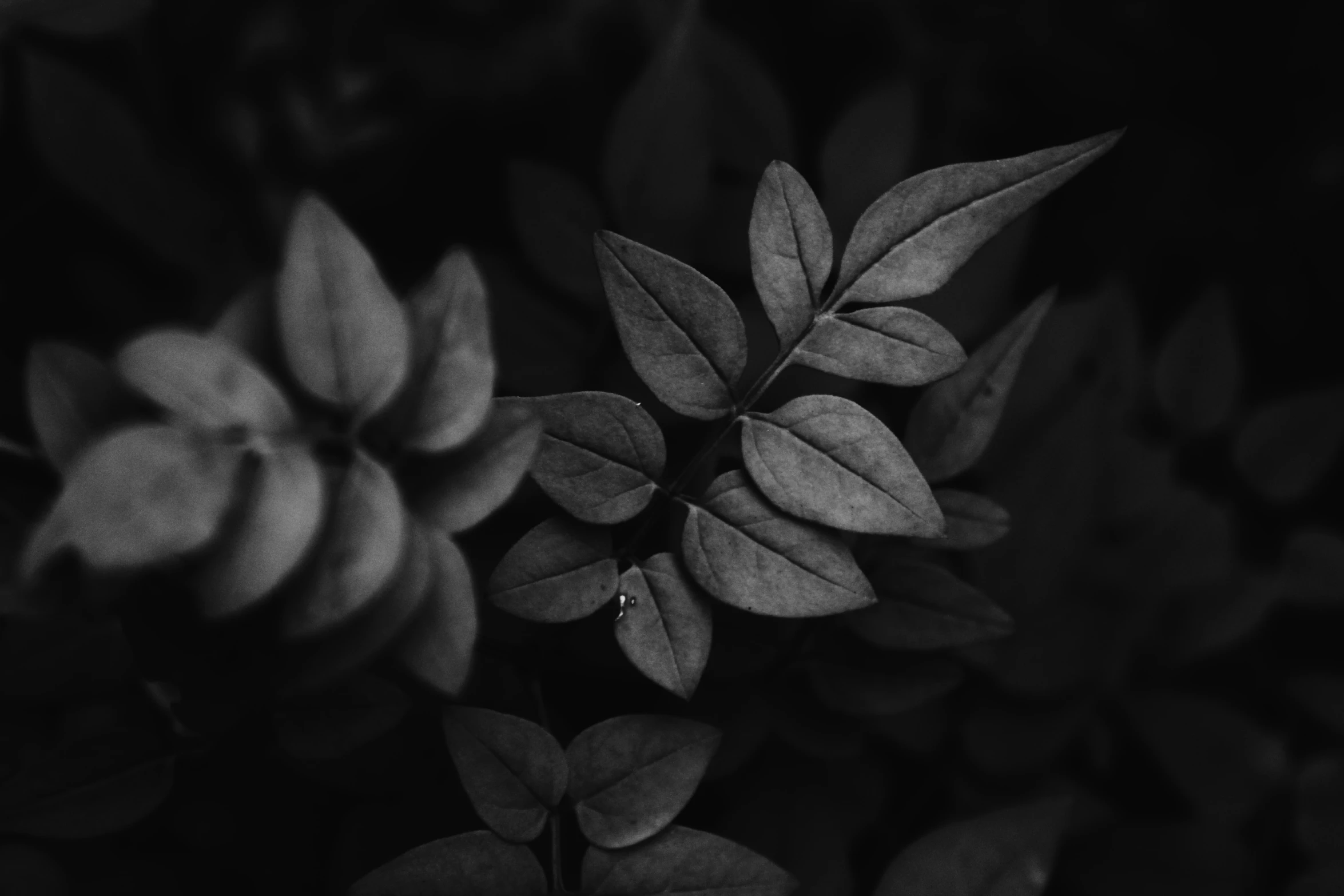 some leaf shapes and leaves in black and white