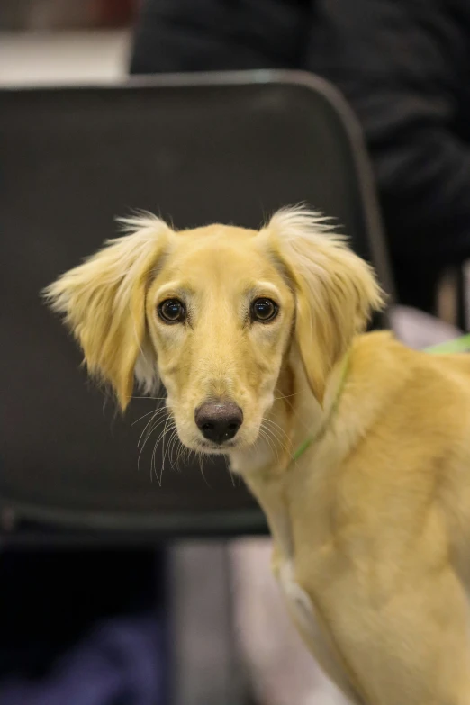 a dog with a bow tie is looking at the camera