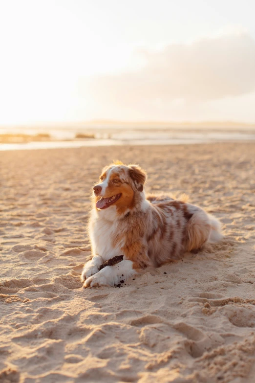 a white and brown dog laying on top of a sandy beach