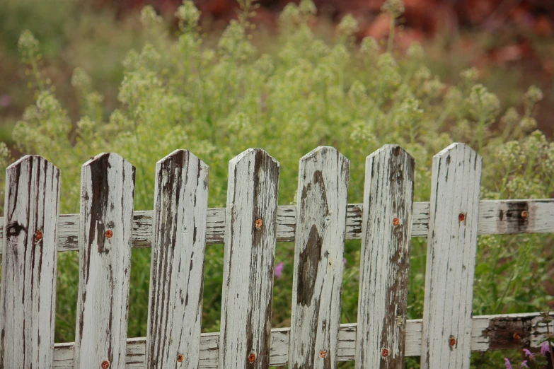 an old fence with weeds and grasses behind it