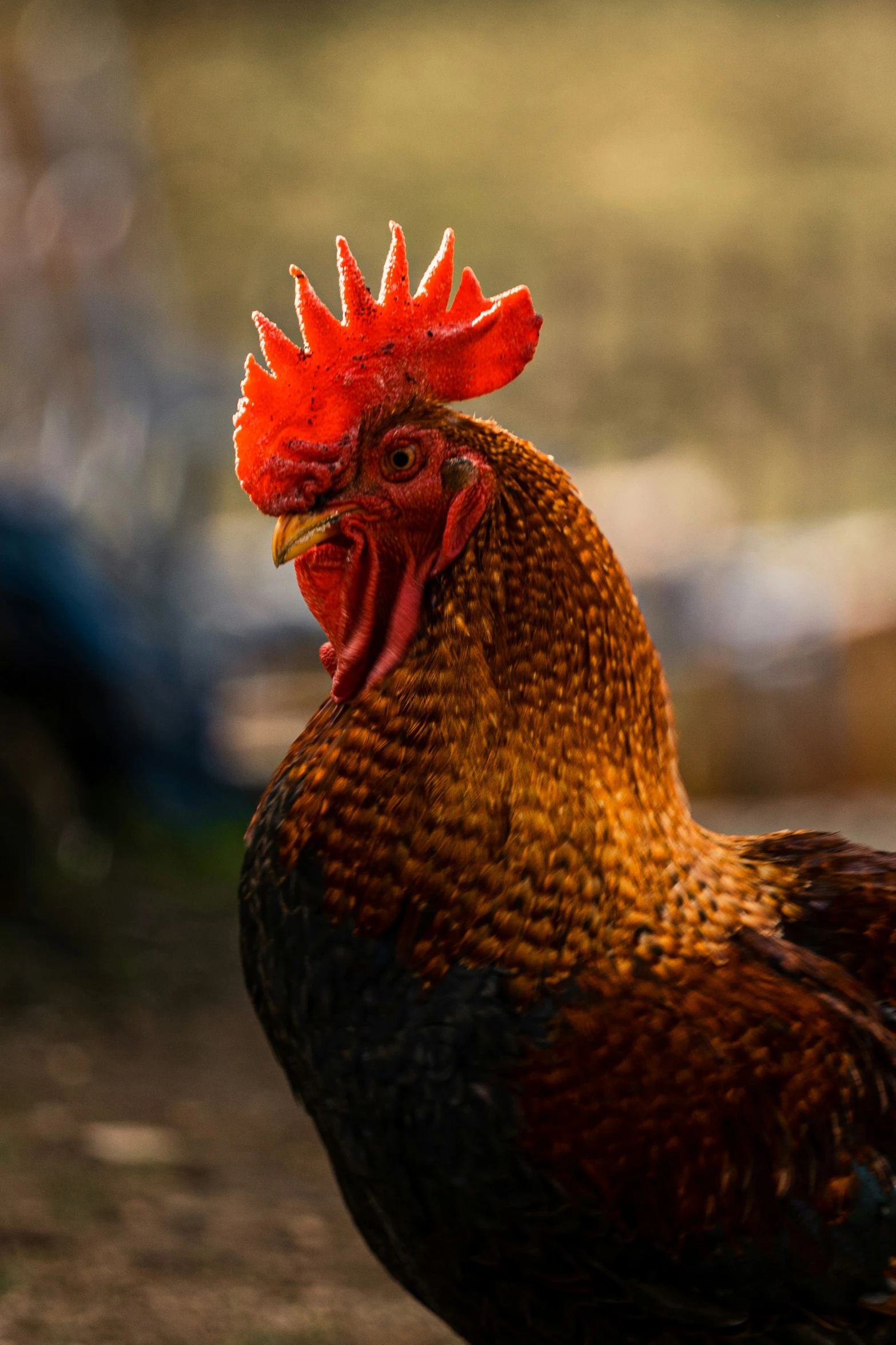 closeup of a chicken's head and neck with blurry background