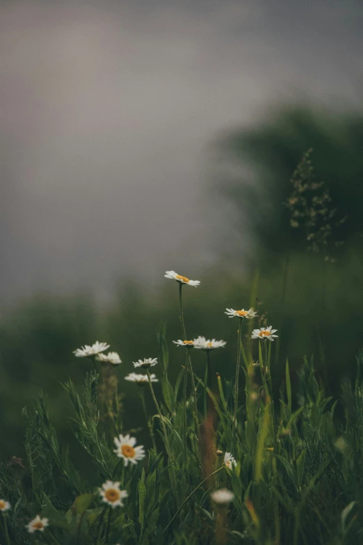 flowers in a grassy meadow during the day