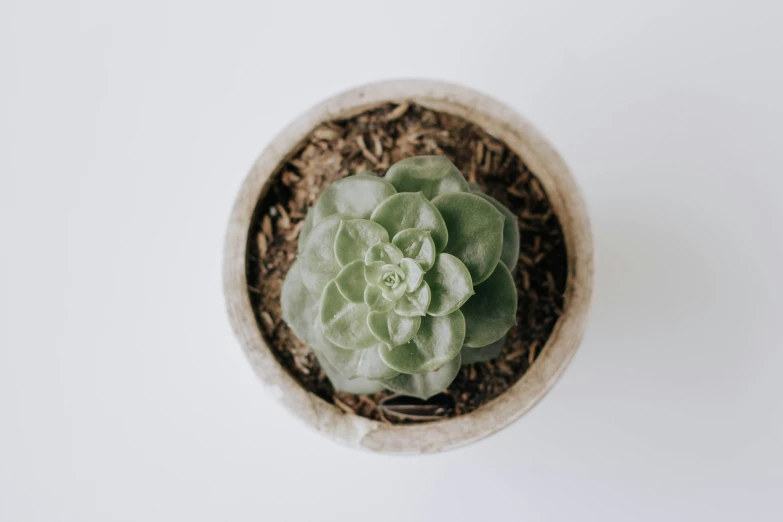 a small plant in an old pot on a table