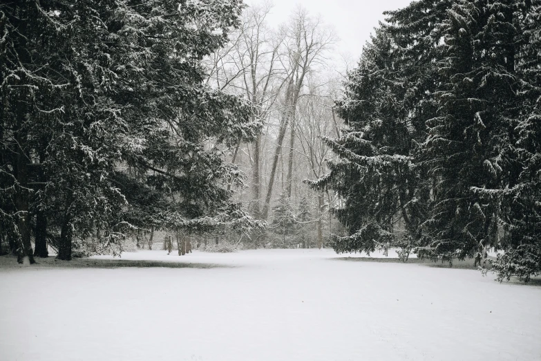 the woods are covered in thick winter trees