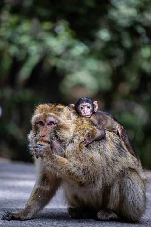 two monkeys are sitting on top of each other