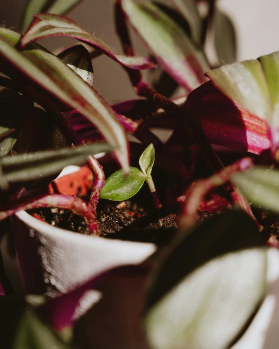 a close up of a plant with a white vase