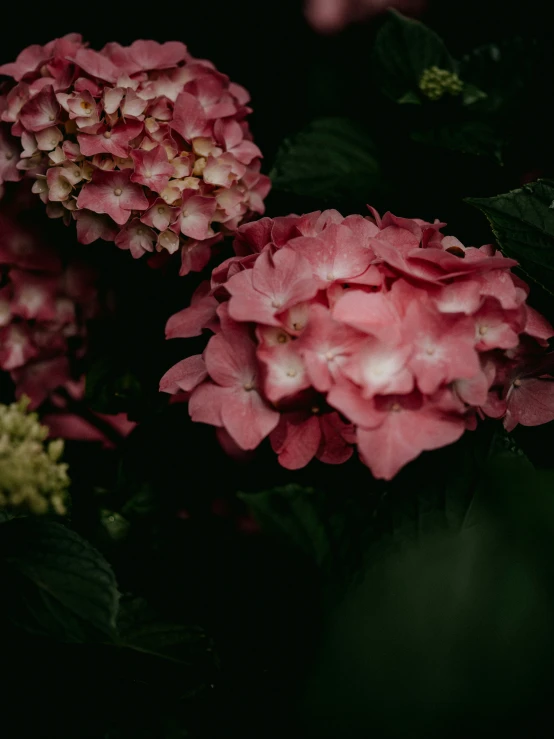 the pink flowers are blooming in the dark