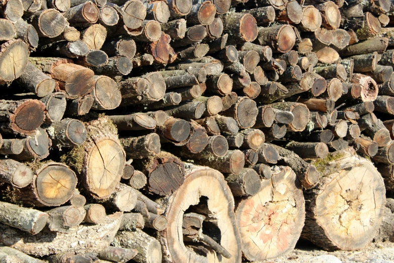 piles of cut trees, one big and one small