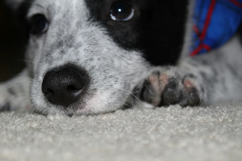 a black and white dog laying on top of a carpet