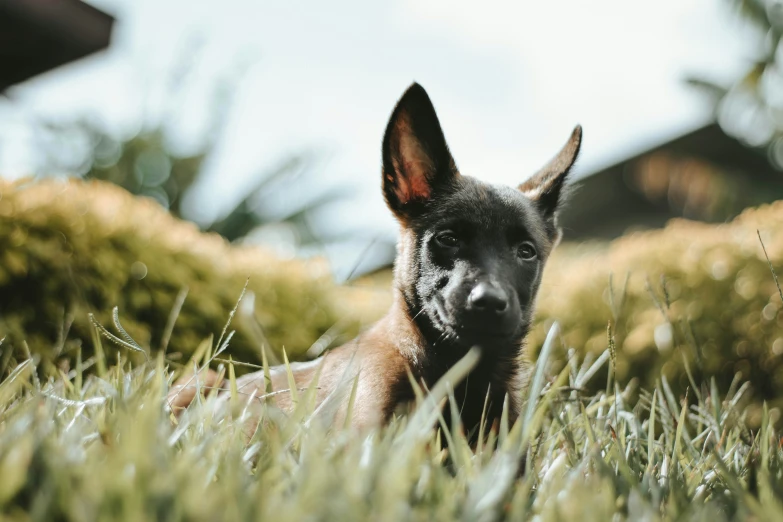 this is a puppy laying in the grass