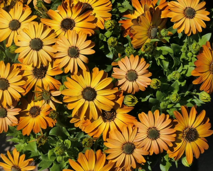 an image of a bunch of flowers that are yellow