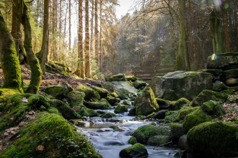 a creek flowing through a lush green forest