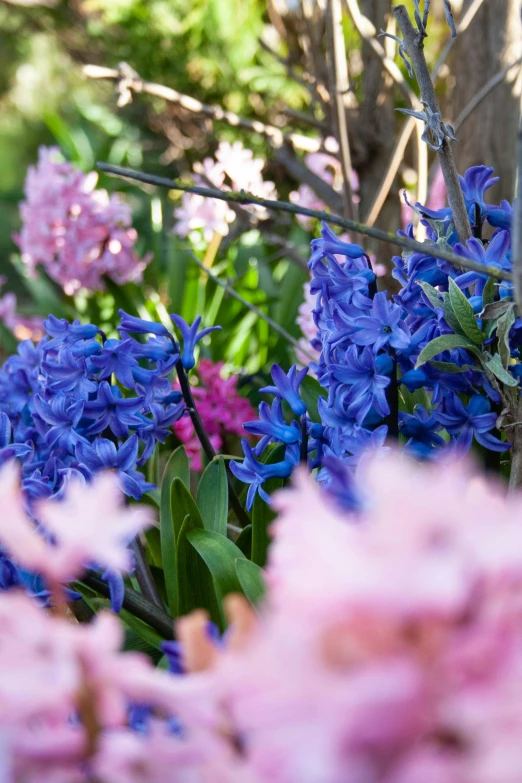 flowers growing in a garden near a fence